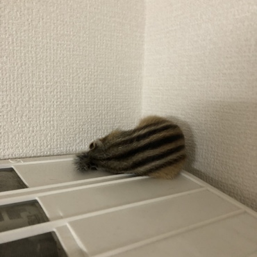 安定のエアコンの上にて就寝