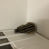 安定のエアコンの上にて就寝