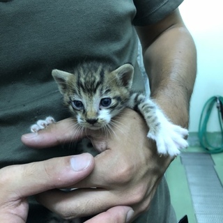 小さな子猫  キジ白のパル君