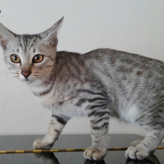 可愛すぎてびっくりな一か月の兄弟ちゃん