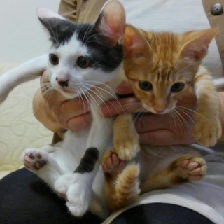 仲良く育った元気な兄弟にゃん