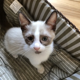 シャム風の男の子。