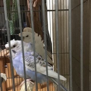 羽衣セキセイペアーと大型セキセイペアー  交渉中