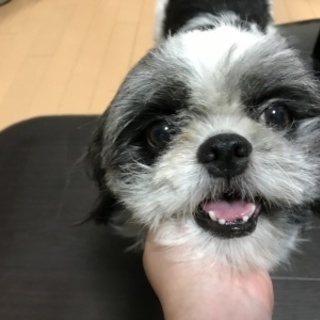 「のばら」穏やか。犬とも上手に関われます。