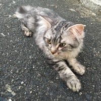 猫ちゃん
