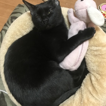 ぶちゃかわ
