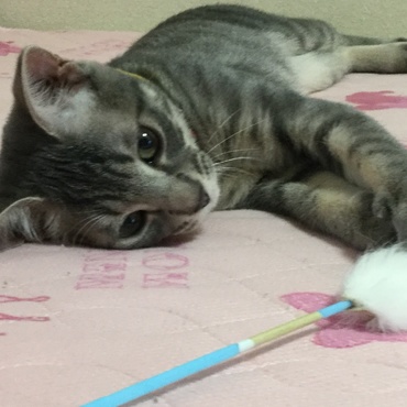可愛い