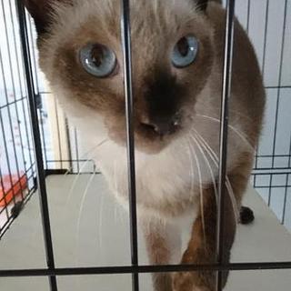 青いおめめの甘えん坊猫さん里親様募集