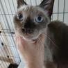 青いおめめの甘えん坊猫さん里親様募集 サムネイル5