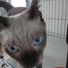 青いおめめの甘えん坊猫さん里親様募集 サムネイル6