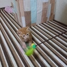 猫じゃらしで遊んでます❤