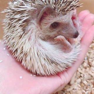 ハリネズミちゃんの里親募集です。