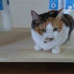 「暑い日々がすべての垣根を取り去ったの巻」サムネイル2