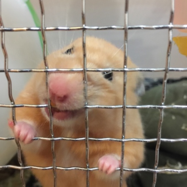 あめののカバー写真