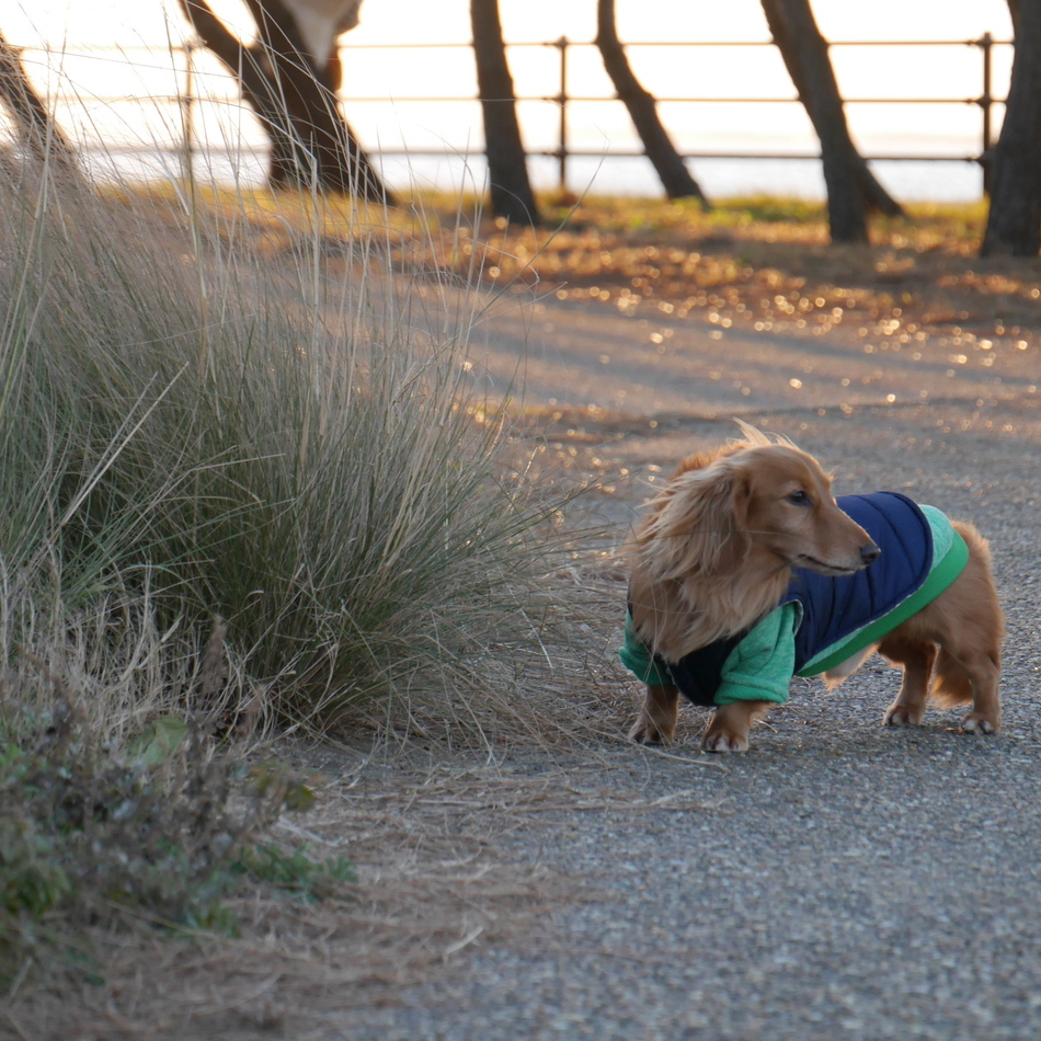 じろのカバー写真