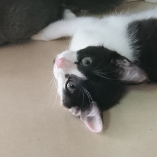 元気な３ヶ月の白黒ハチワレ