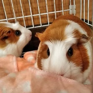 メスモルモット親子一緒に育ててくれる方