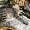 ボブ オス キジトラ