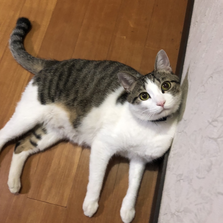 さとるのカバー写真