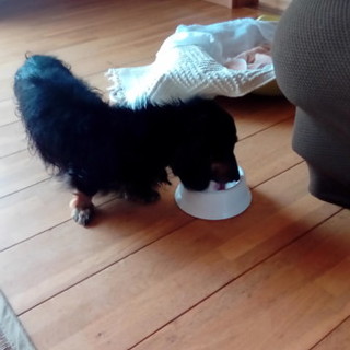 家の近くに捨てられてたダックスフンドです。