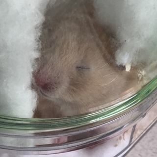 キンクマハムスターの里親募集！