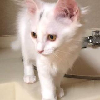 元気いっぱい真っ白フワフワの女の子　ふきちゃん