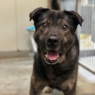 オーストラリアンキャトルドッグ風　ぶっち♂。