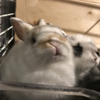 （終了）ネザー×ホーランドロップ（6/20生まれ