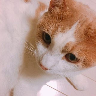 去勢済み・1歳の甘えん坊の可愛い猫ちゃん