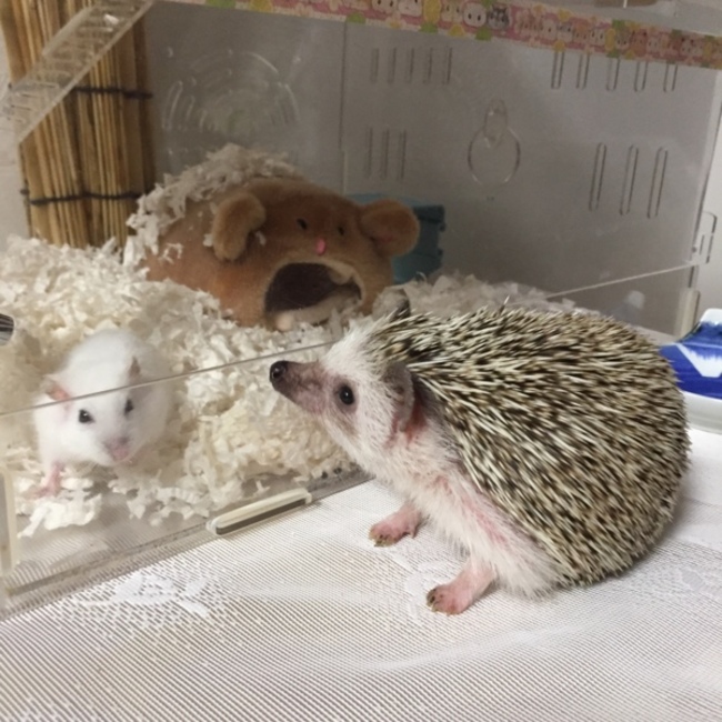 Harinezumimamaのカバー写真