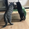 の写真