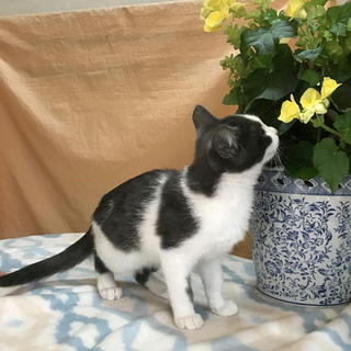 去勢済・血液検査済等の人なつこい甘えん坊猫