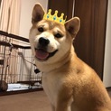 柴犬1歳♂どなたか可愛がってあげて下さい。