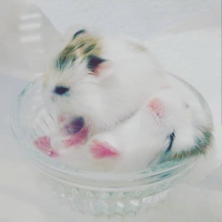 ロボロフスキーハムスターの里親募集