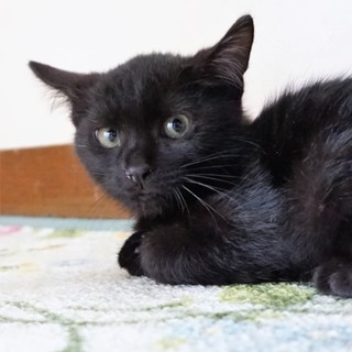 里親さん、決定しました。ありがとうございます ！