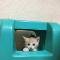 茶縞ちゃん