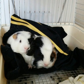 オス兄弟モルモット一緒に育ててくれる方