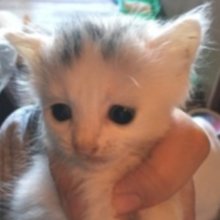 7月生まれの赤ちゃんの里親募集！！