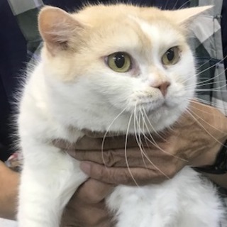 スコテッシュの猫　女の子