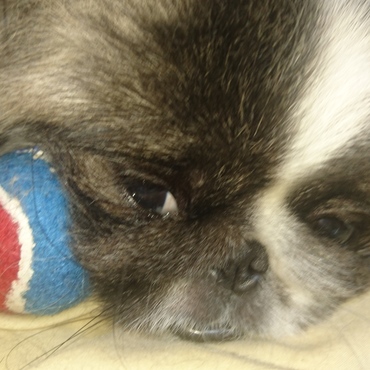 お気に入りのボール