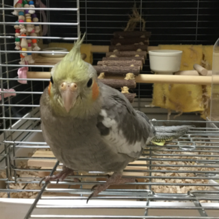 オカメインコ里親募集中