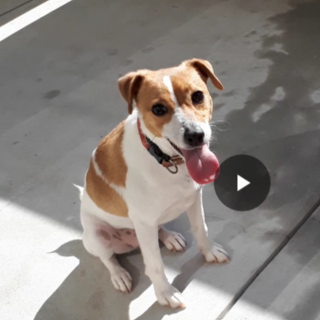 里親様が決まりました！