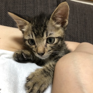 おっとりなキジトラくん