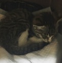 【大分県由布市】子猫を保護しました。