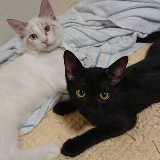 初めての飼い猫でも安心。仲良し兄弟