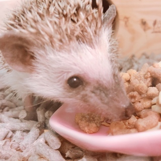 ハリネズミの里親募集！