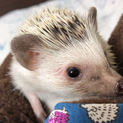 ハリネズミの里親募集！