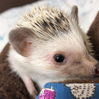 ハリネズミの里親募集！