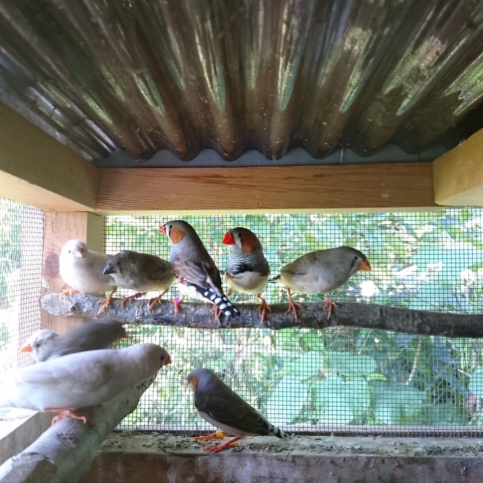 キンカチョウのカバー写真