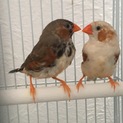 キンカチョウ里親募集します。